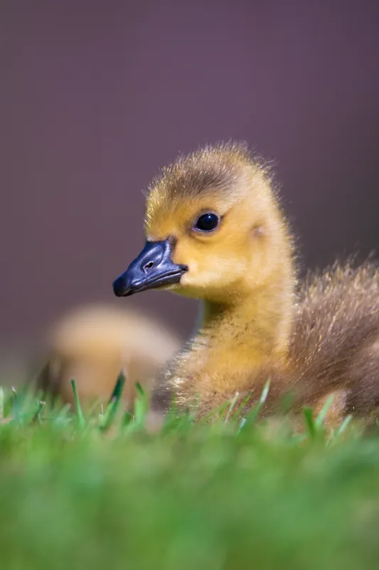 Gosling, Milwaukee River. 2020.